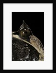 Megophrys nasuta (Malayan horned frog, long-nosed horned frog, Malayan leaf frog) by Anonymous