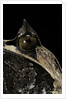 Megophrys nasuta (Malayan horned frog, long-nosed horned frog, Malayan leaf frog) by Anonymous
