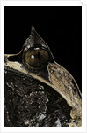 Megophrys nasuta (Malayan horned frog, long-nosed horned frog, Malayan leaf frog) by Anonymous