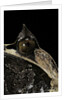 Megophrys nasuta (Malayan horned frog, long-nosed horned frog, Malayan leaf frog) by Anonymous