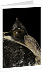 Megophrys nasuta (Malayan horned frog, long-nosed horned frog, Malayan leaf frog) by Anonymous