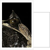 Megophrys nasuta (Malayan horned frog, long-nosed horned frog, Malayan leaf frog) by Anonymous