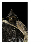 Megophrys nasuta (Malayan horned frog, long-nosed horned frog, Malayan leaf frog) by Anonymous