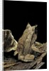 Megophrys nasuta (Malayan horned frog, long-nosed horned frog, Malayan leaf frog) by Anonymous