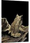 Megophrys nasuta (Malayan horned frog, long-nosed horned frog, Malayan leaf frog) by Anonymous