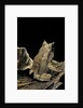 Megophrys nasuta (Malayan horned frog, long-nosed horned frog, Malayan leaf frog) by Anonymous