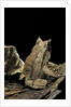 Megophrys nasuta (Malayan horned frog, long-nosed horned frog, Malayan leaf frog) by Anonymous