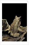 Megophrys nasuta (Malayan horned frog, long-nosed horned frog, Malayan leaf frog) by Anonymous