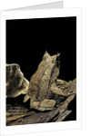 Megophrys nasuta (Malayan horned frog, long-nosed horned frog, Malayan leaf frog) by Anonymous