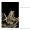Megophrys nasuta (Malayan horned frog, long-nosed horned frog, Malayan leaf frog) by Anonymous
