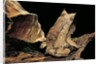 Megophrys nasuta (Malayan horned frog, long-nosed horned frog, Malayan leaf frog) by Anonymous