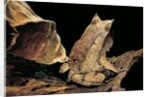 Megophrys nasuta (Malayan horned frog, long-nosed horned frog, Malayan leaf frog) by Anonymous