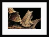 Megophrys nasuta (Malayan horned frog, long-nosed horned frog, Malayan leaf frog) by Anonymous