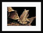 Megophrys nasuta (Malayan horned frog, long-nosed horned frog, Malayan leaf frog) by Anonymous