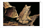 Megophrys nasuta (Malayan horned frog, long-nosed horned frog, Malayan leaf frog) by Anonymous