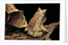 Megophrys nasuta (Malayan horned frog, long-nosed horned frog, Malayan leaf frog) by Anonymous