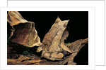 Megophrys nasuta (Malayan horned frog, long-nosed horned frog, Malayan leaf frog) by Anonymous