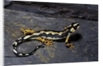 Neurergus kaiseri (Luristan newt, emperor spotted newt) by Anonymous