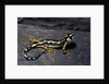 Neurergus kaiseri (Luristan newt, emperor spotted newt) by Anonymous