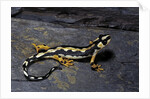 Neurergus kaiseri (Luristan newt, emperor spotted newt) by Anonymous