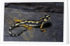Neurergus kaiseri (Luristan newt, emperor spotted newt) by Anonymous