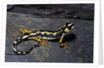 Neurergus kaiseri (Luristan newt, emperor spotted newt) by Anonymous