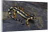 Neurergus kaiseri (Luristan newt, emperor spotted newt) by Anonymous