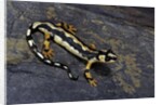 Neurergus kaiseri (Luristan newt, emperor spotted newt) by Anonymous