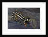 Neurergus kaiseri (Luristan newt, emperor spotted newt) by Anonymous