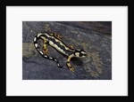 Neurergus kaiseri (Luristan newt, emperor spotted newt) by Anonymous