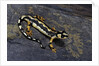Neurergus kaiseri (Luristan newt, emperor spotted newt) by Anonymous