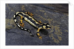 Neurergus kaiseri (Luristan newt, emperor spotted newt) by Anonymous