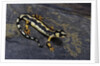 Neurergus kaiseri (Luristan newt, emperor spotted newt) by Anonymous
