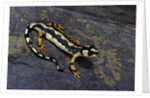 Neurergus kaiseri (Luristan newt, emperor spotted newt) by Anonymous