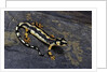 Neurergus kaiseri (Luristan newt, emperor spotted newt) by Anonymous
