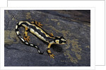 Neurergus kaiseri (Luristan newt, emperor spotted newt) by Anonymous