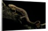 Pachyhynobius schangchengensis (Shangcheng stout salamander) by Anonymous