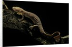 Pachyhynobius schangchengensis (Shangcheng stout salamander) by Anonymous