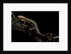 Pachyhynobius schangchengensis (Shangcheng stout salamander) by Anonymous