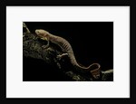 Pachyhynobius schangchengensis (Shangcheng stout salamander) by Anonymous