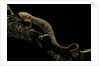 Pachyhynobius schangchengensis (Shangcheng stout salamander) by Anonymous