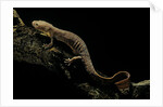 Pachyhynobius schangchengensis (Shangcheng stout salamander) by Anonymous