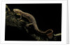 Pachyhynobius schangchengensis (Shangcheng stout salamander) by Anonymous