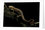 Pachyhynobius schangchengensis (Shangcheng stout salamander) by Anonymous