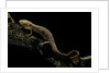 Pachyhynobius schangchengensis (Shangcheng stout salamander) by Anonymous