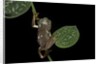 Pachymedusa dacnicolor (Mexican leaf frog) by Anonymous