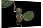 Pachymedusa dacnicolor (Mexican leaf frog) by Anonymous