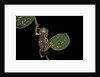 Pachymedusa dacnicolor (Mexican leaf frog) by Anonymous