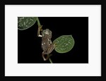 Pachymedusa dacnicolor (Mexican leaf frog) by Anonymous