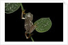 Pachymedusa dacnicolor (Mexican leaf frog) by Anonymous